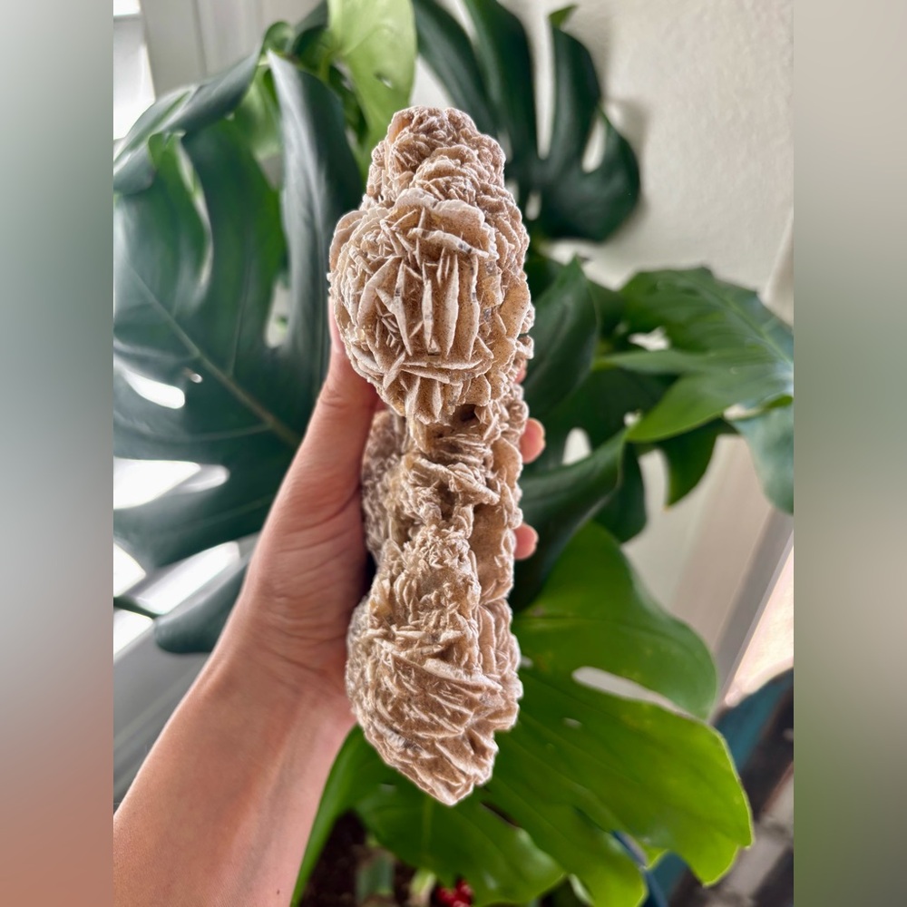 Desert Rose - Picture 4 of 5